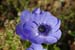 anemone 1