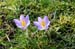 crocus 2