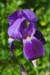 iris 1