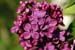 lilas 2