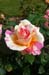 Rose 10