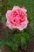 Rose 11