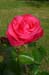 Rose 12