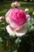 Rose 15