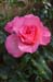 Rose 6