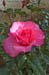 Rose 8