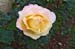 Rose 9